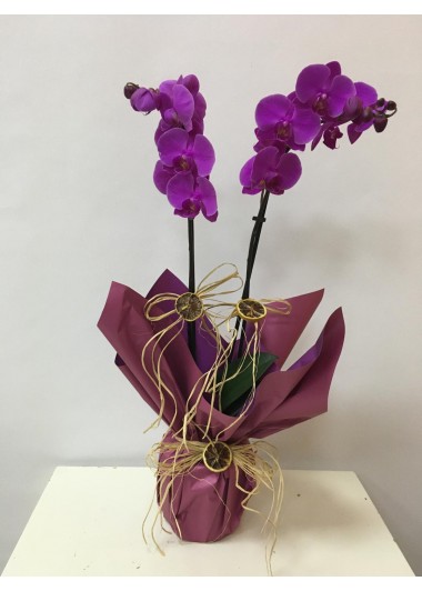 Mor Orkide